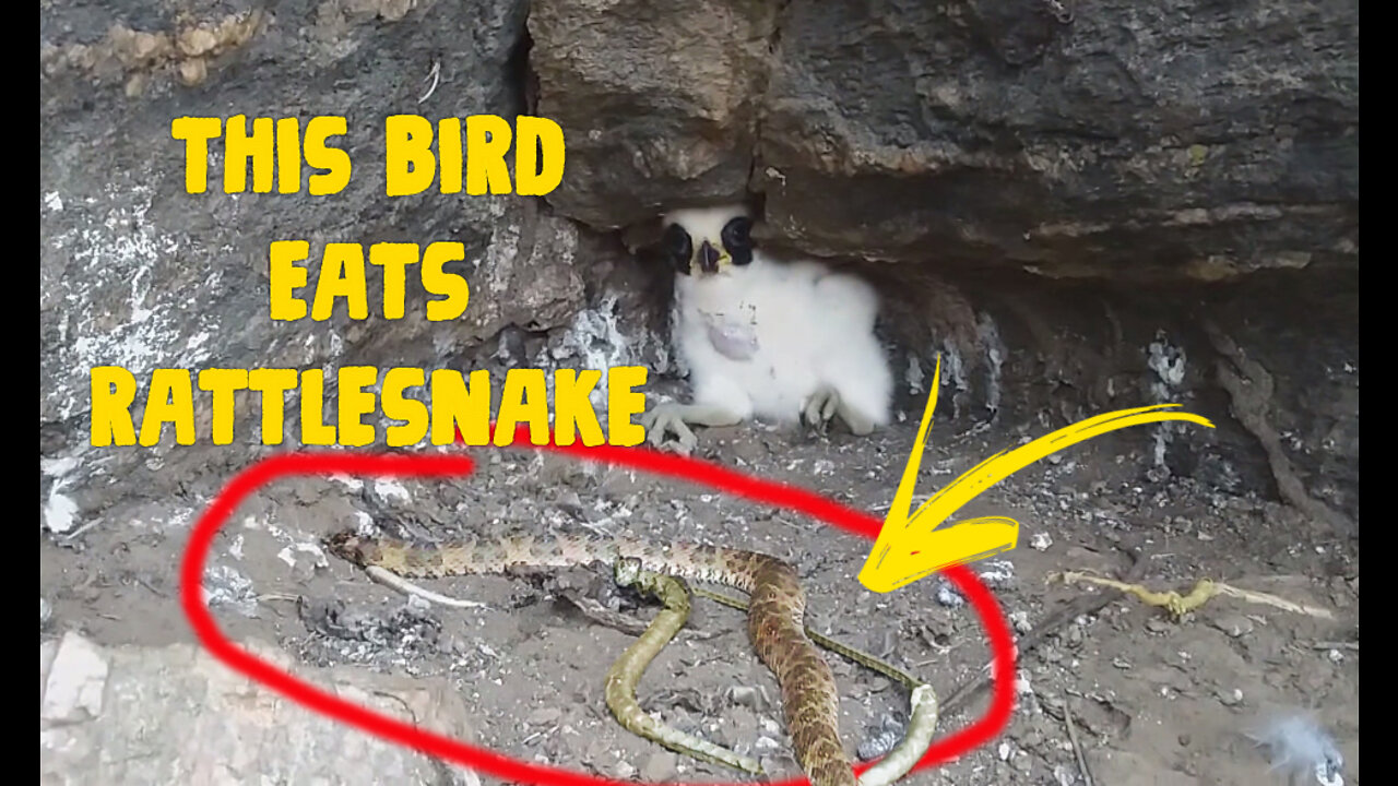 This bird eats rattlesnake