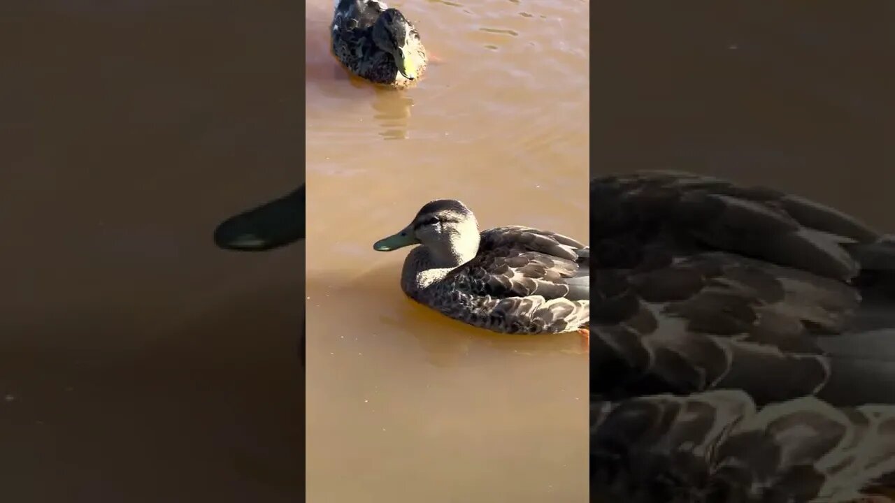 The Ducks at Centennial Park Moncton NB