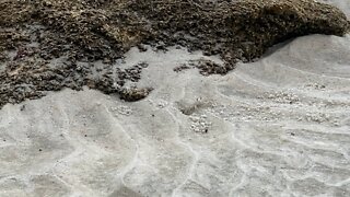 Ghost Crab Digging Away, Stops to Wink at Me