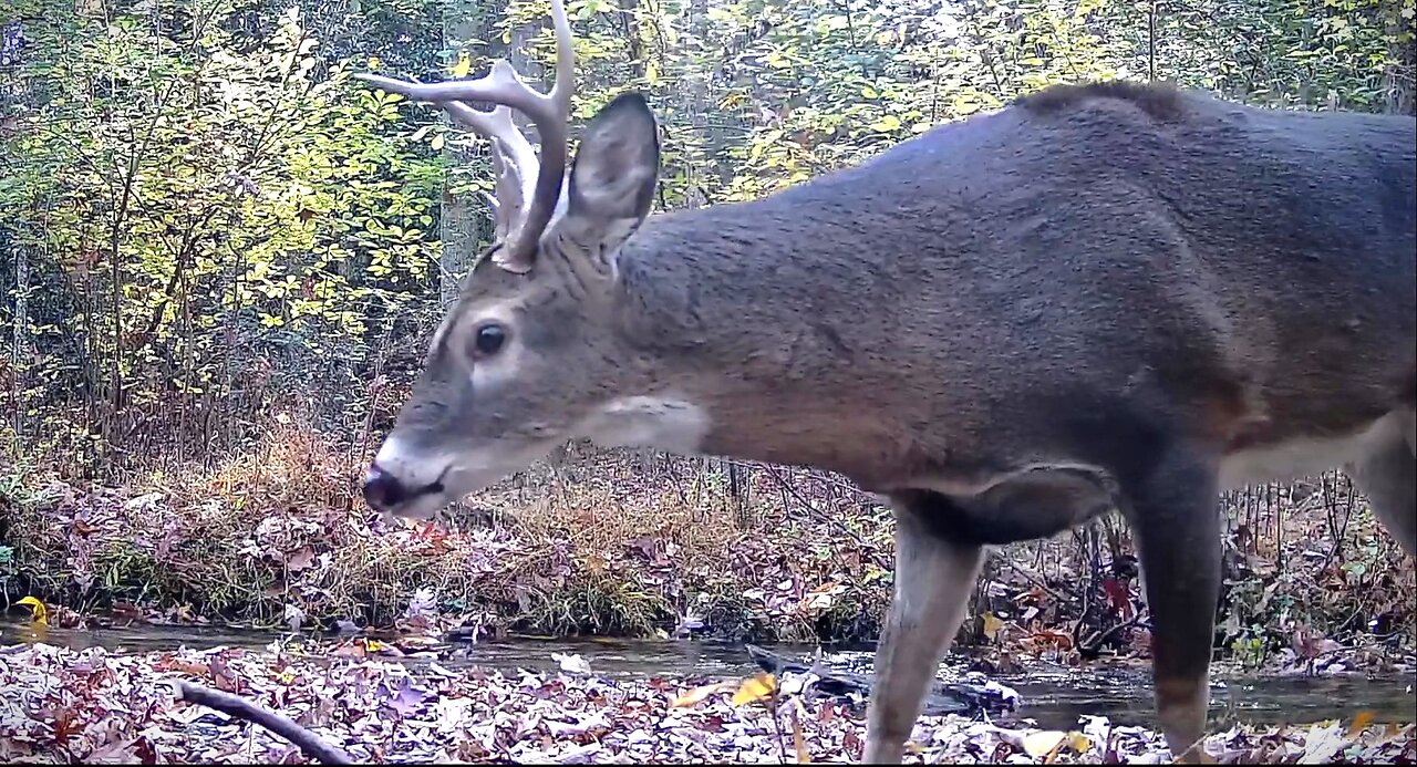 The Bucks are Back 🦌