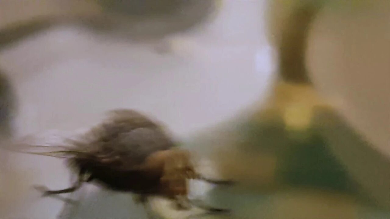 Walking fly video effect