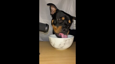 Funny Dog ASMR 😂 (MUST WATCH)
