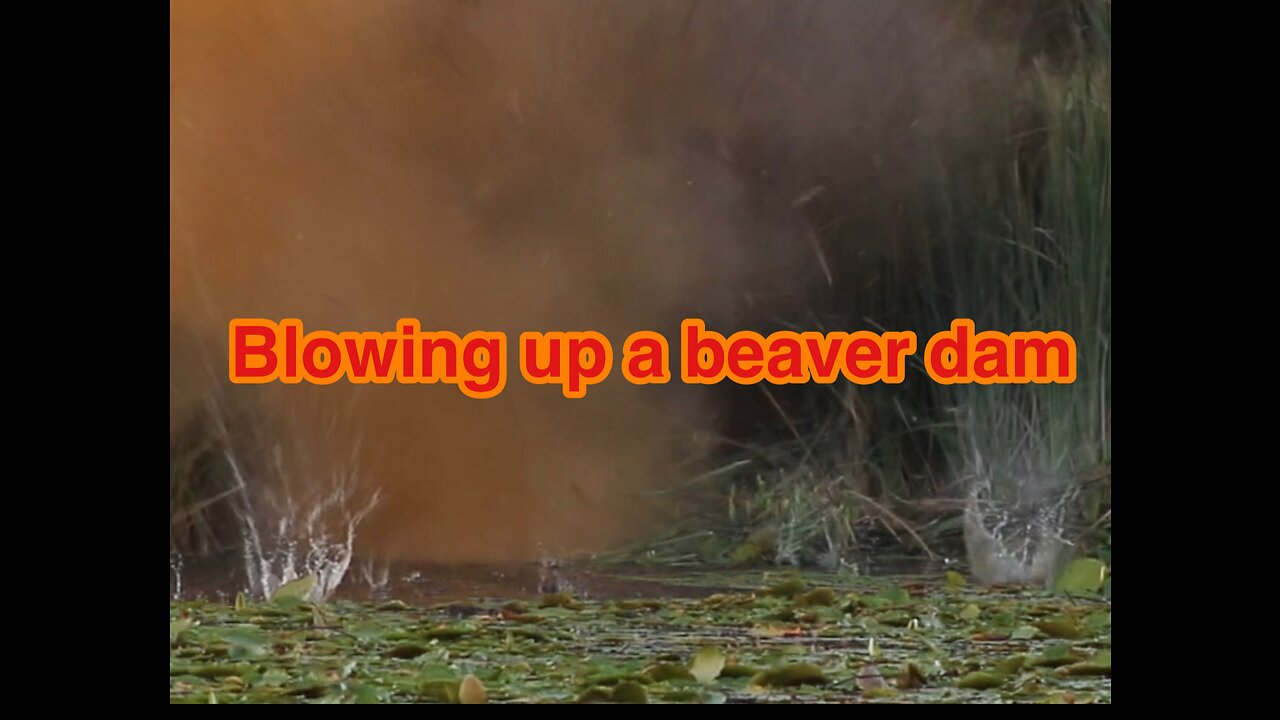 Blowing up a beaver dam