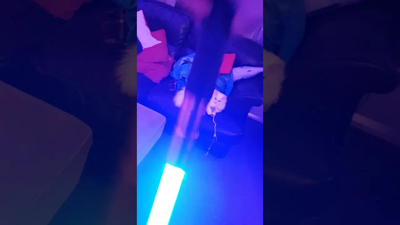 Cat vs lightsaber