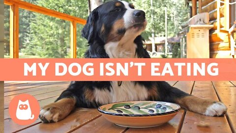 If your dog is not eating anything then do this