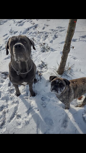 Big Dogs and Little Dog Romping in the Snow. WHOA!