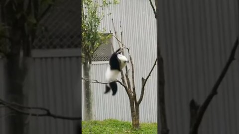 Hit 👍🔔 & SUBSCRIBE for more 🌈🦄🍄🍡🍭🍬🎡🎨🎪😂👍 #weee#wee#funny#animals#panda#fail#tree