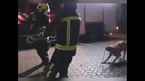 Awesome Doggo, the firefighter