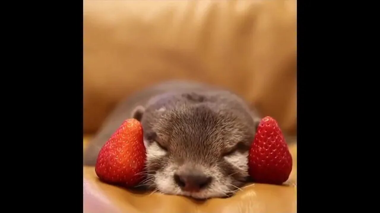 How you dare to disturb my peaceful nap...😂