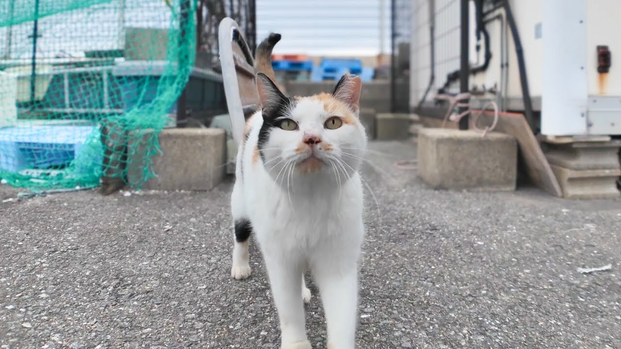 Heart-shaped calico cat and whiskered tuxedo cat came to get petted