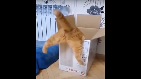 Funny cats and dogs_Funniest Animals 2024_B