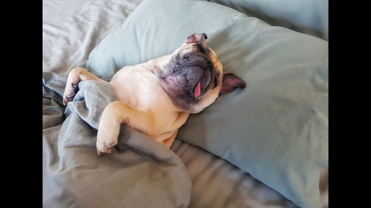 The Most Laziest Dog Ever Part 2