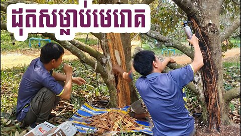 បកសម្បកដុតសម្លាប់មេរោគ - Khmer Agriculture 2021​