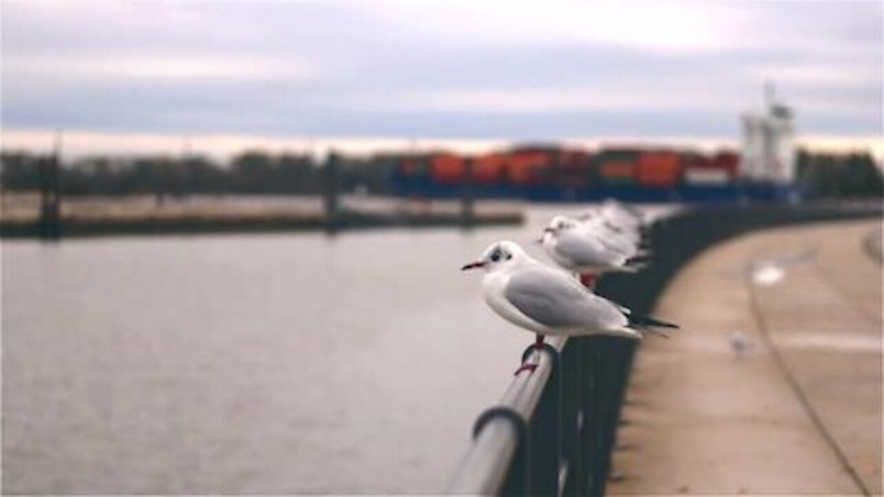 See what these pigeons are doing..is very beautiful ...