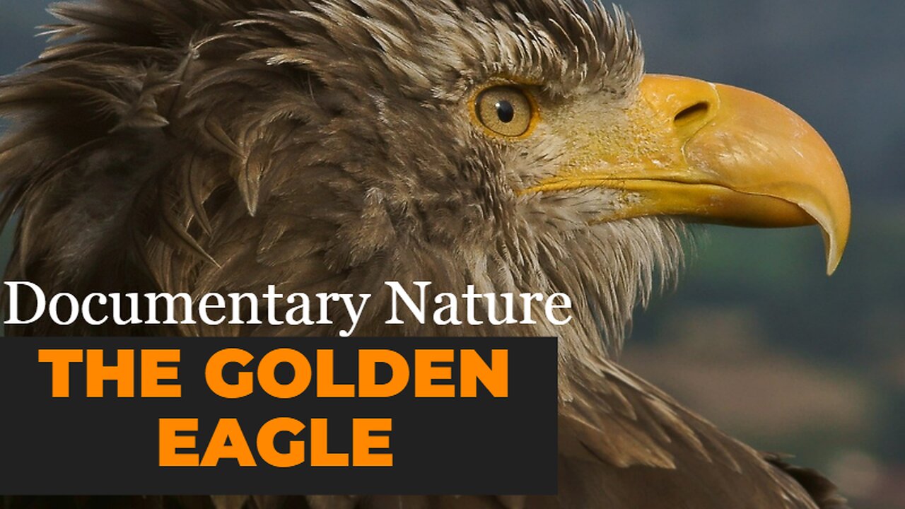 The Golden Eagle - Master of the Sky - Documentary Nature