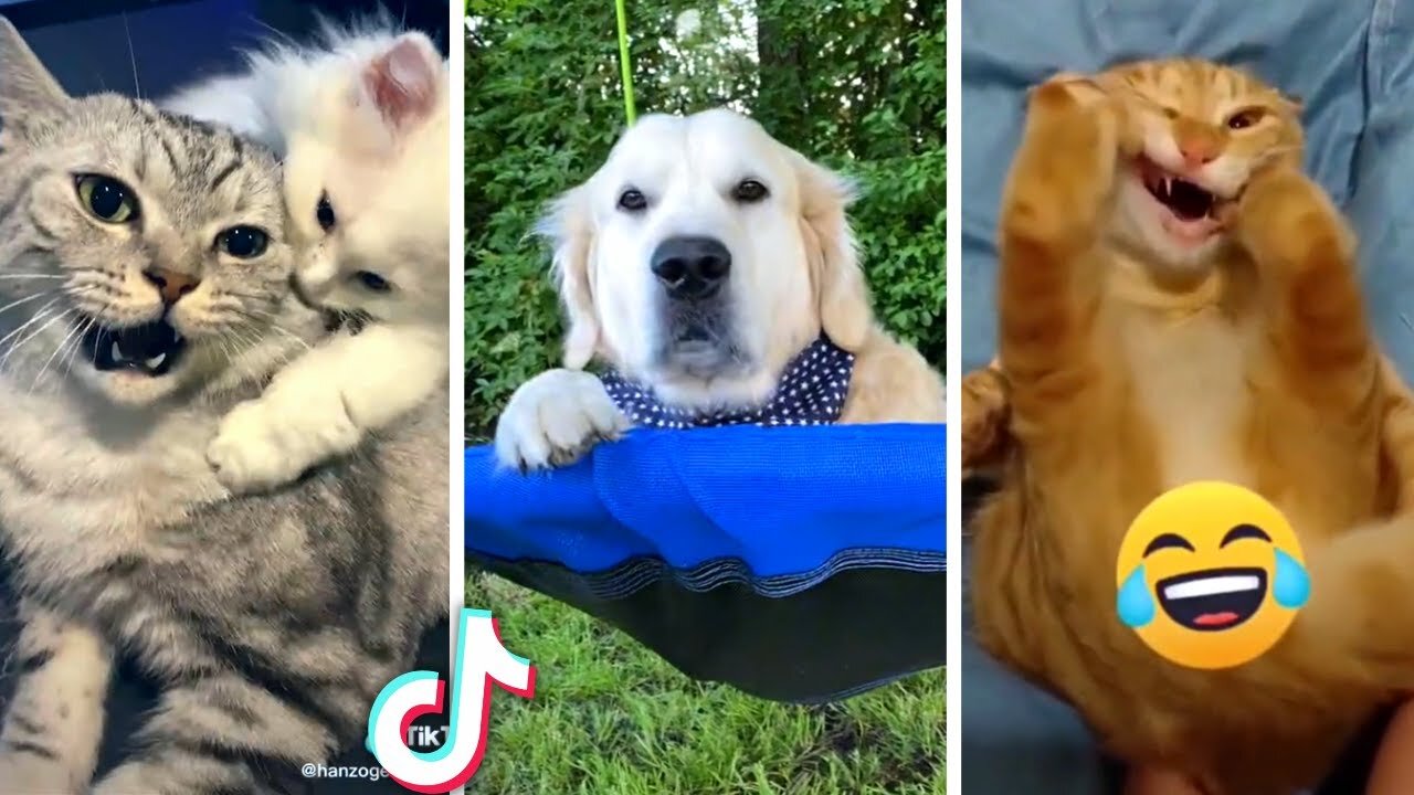 Viral cat and dog lovers videos clips for entertainment 😂😂🤣