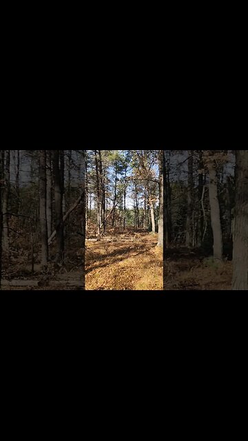 The best place on Earth! #woods #viral #squirrel