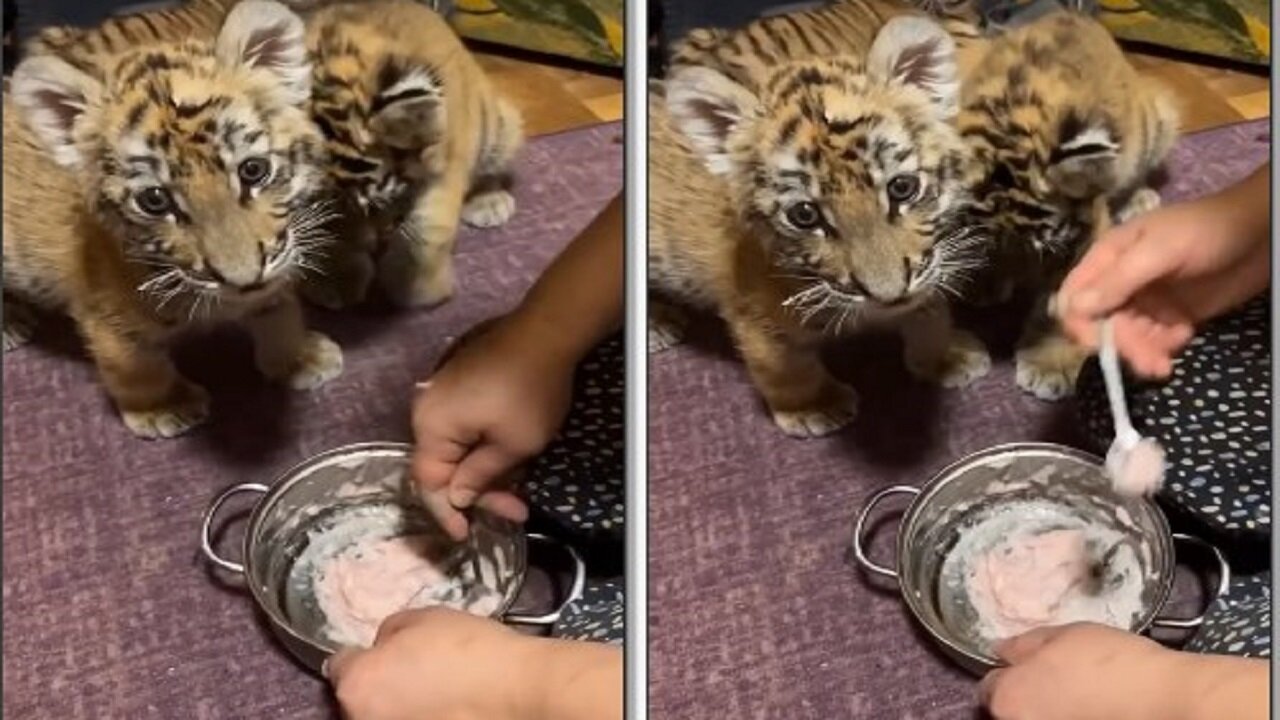 cute lion babies is eating food in home