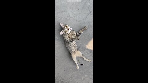 Stray leopard cat in Burma