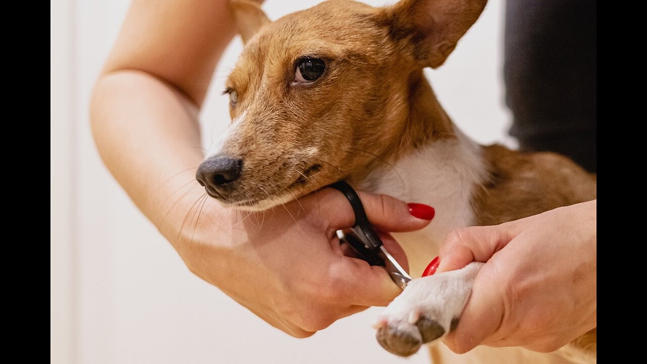 Dog Fan Of Tennis Balls Gets To Chase Them To His Heart's Content