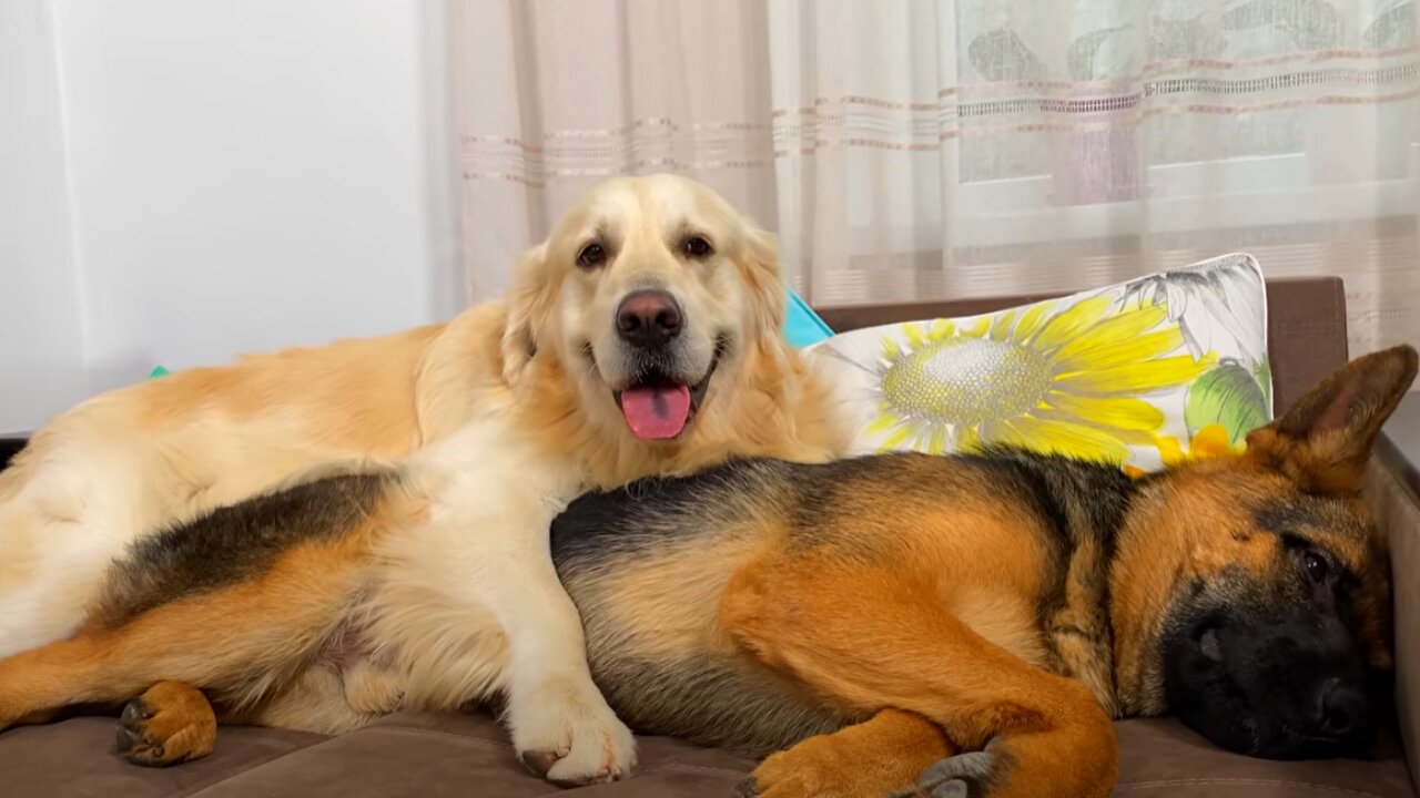 How the Golden Retriever and the German Shepherd Became Best Friends [Compilation]