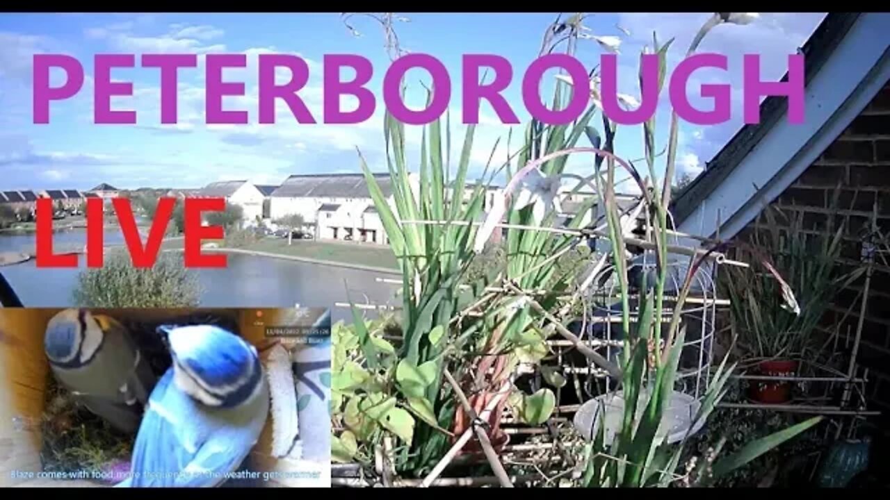 LIVE Peterborough Weather & Bird Feeder