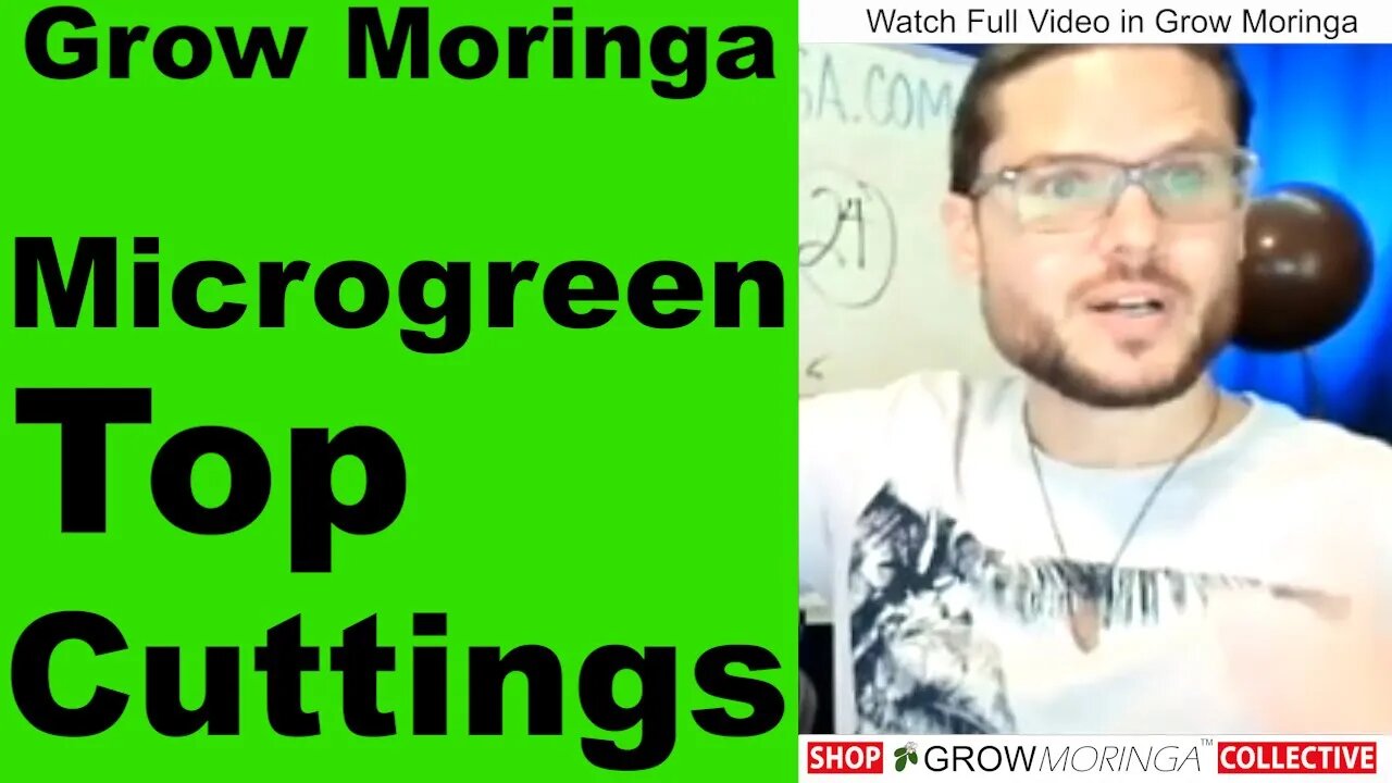 How I Grow Moringa Cuttings