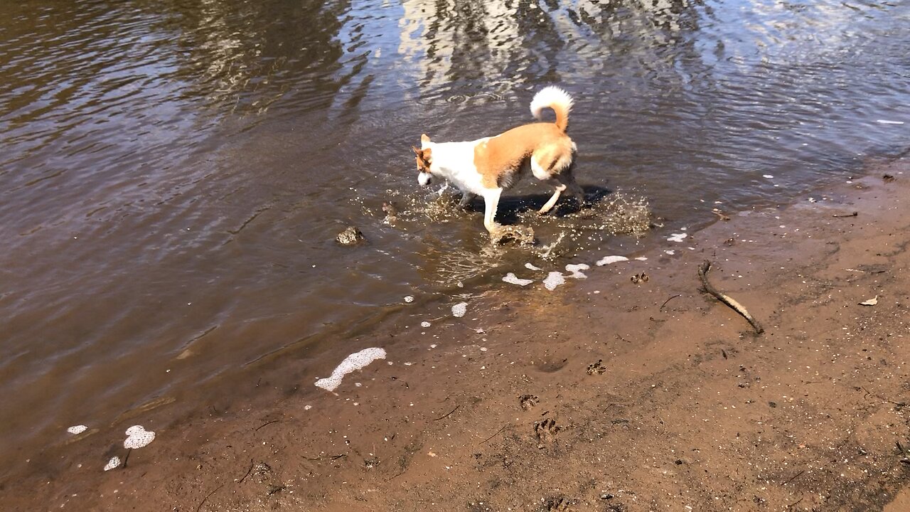 He loves the water😎🐶😎