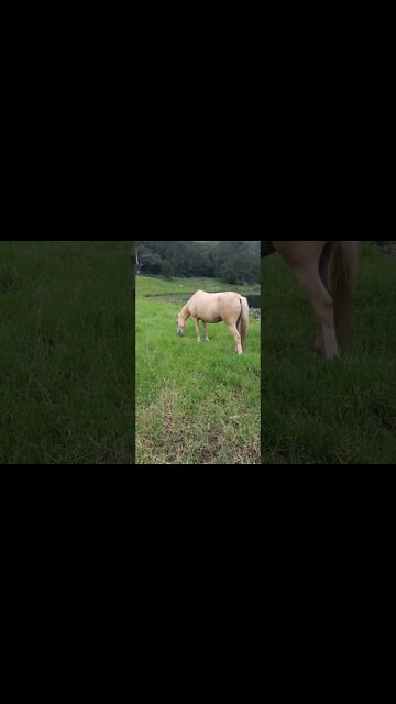 Smart palomino makes herself more golden