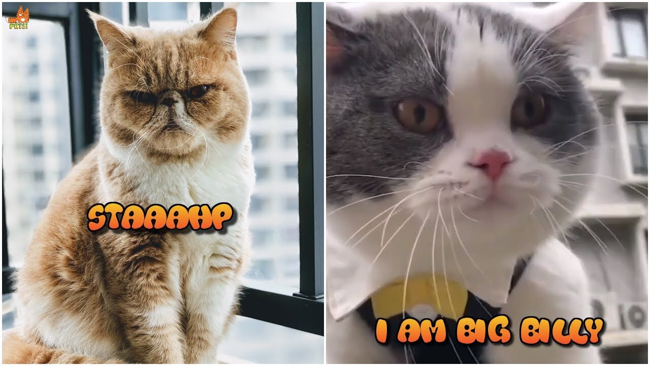 😂OMG! Cats SPEAKING English - 😹Funny Cats Videos