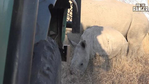 Brave Little White Rhino Calf Investigates The Vehicle