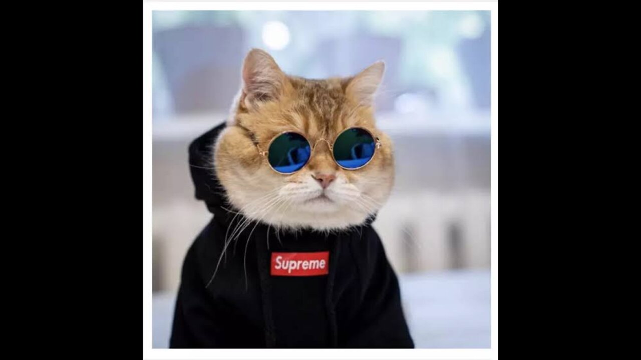 Funny viral cat