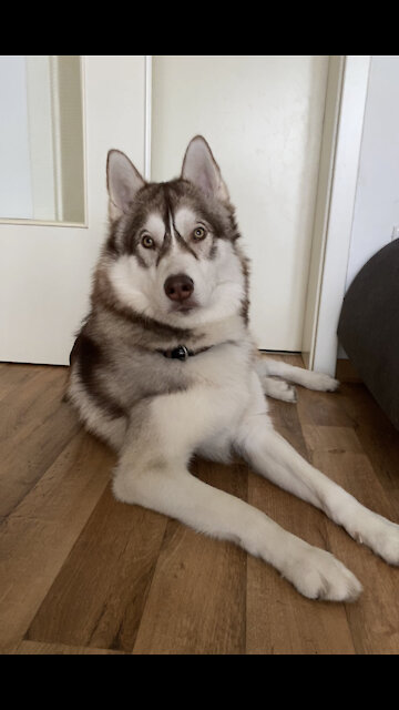 Obedient Husky dog ​​to its owner