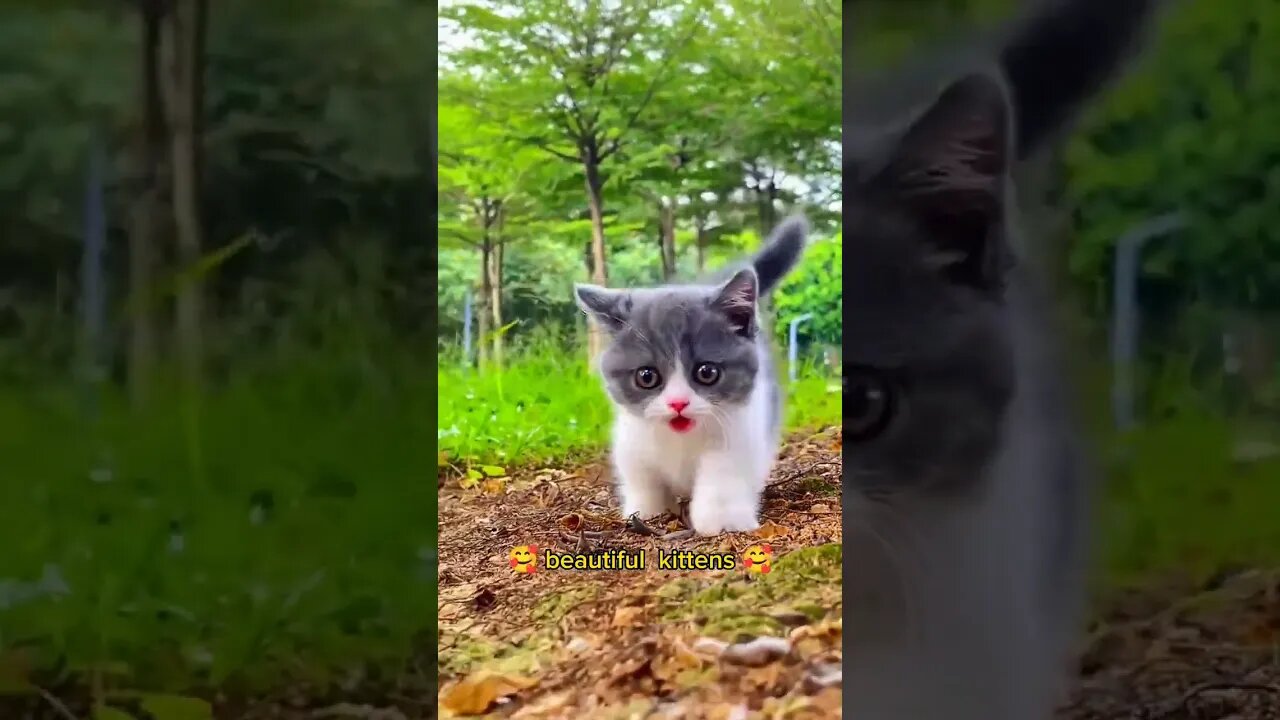 Cute kittens 🥰