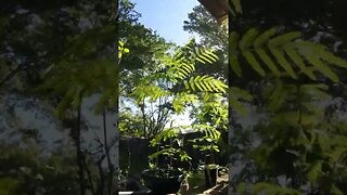 Mimosa Tree Opening Up