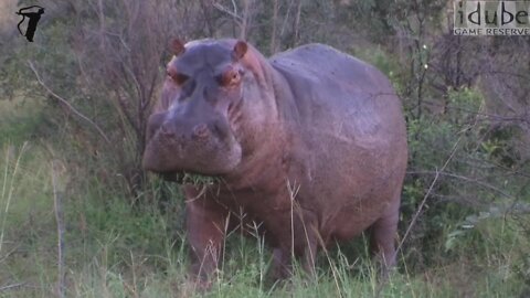 Alert Hippo