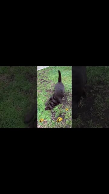 Taco Tuesday with #Labrador! #shorts #dogs