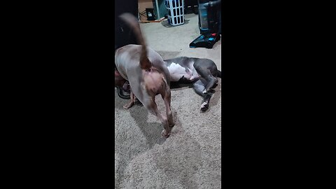 Azul's play date with Beauty