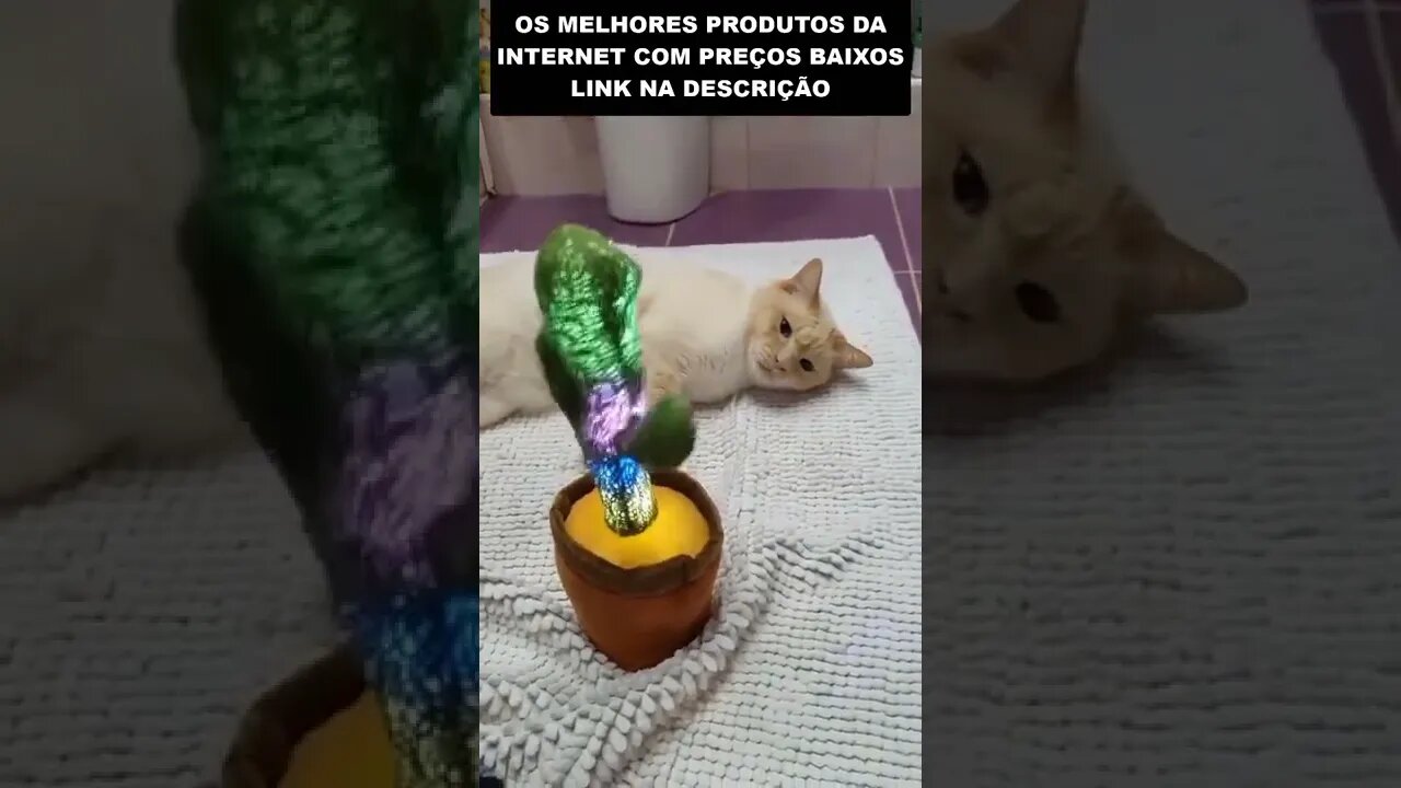 enchendo o saco do gato