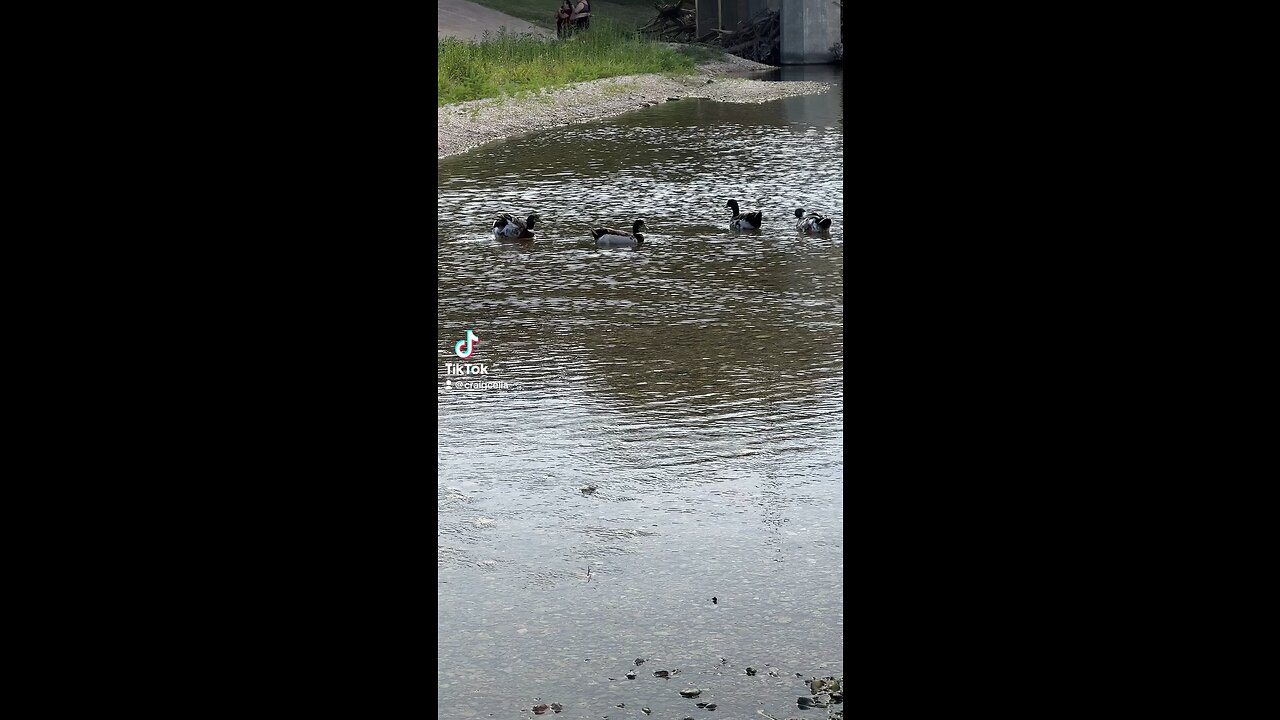 Beautiful Birds of Texas