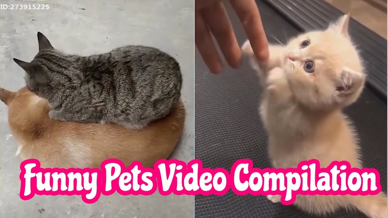 funny cat and dog compilation