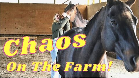 Chaos On The Horse Farm.......AGAIN!