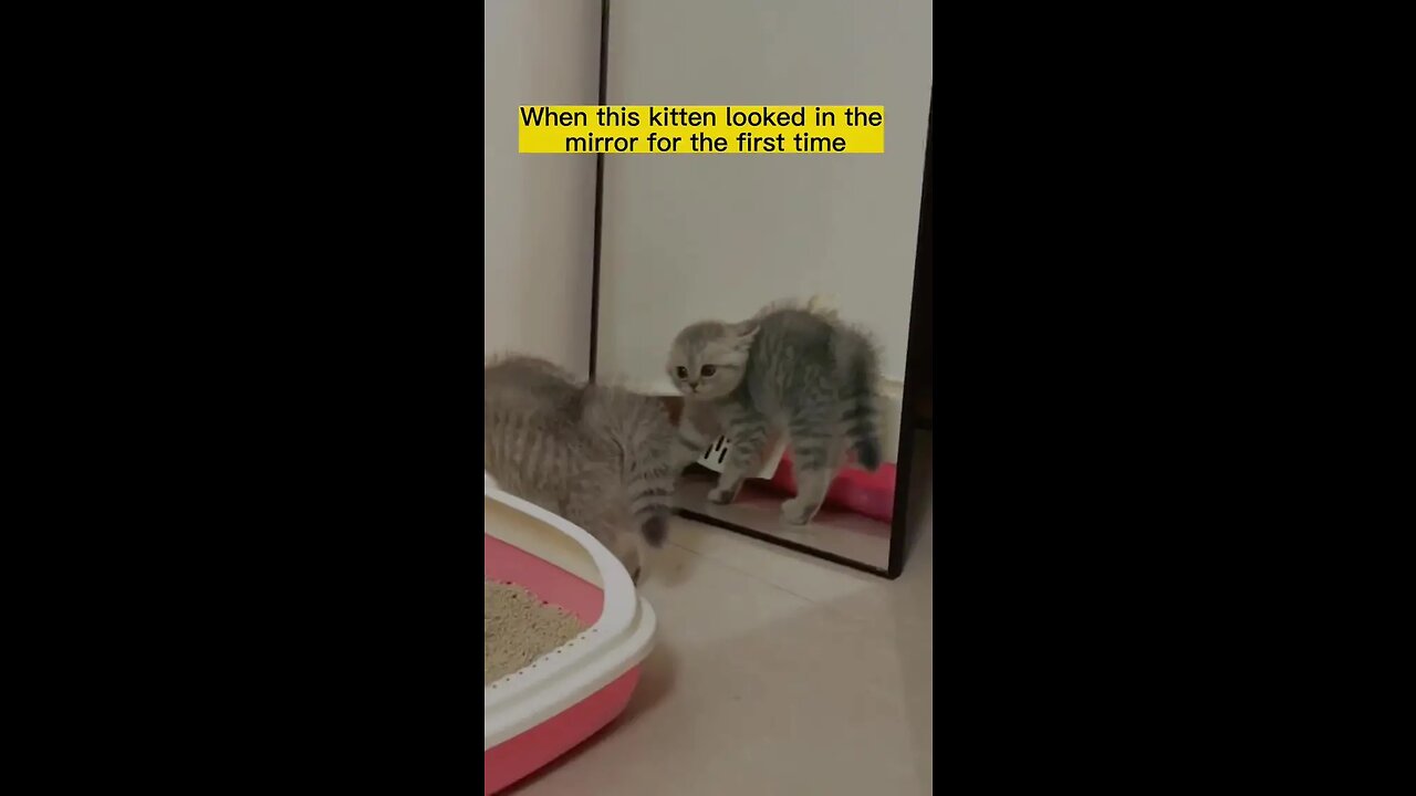 The kitten seems to have seen a monster #catsoftiktok #funny #cute #pet #foryou