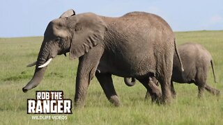 Elephants Cross The Plains | Maasai Mara Safari | Zebra Plains