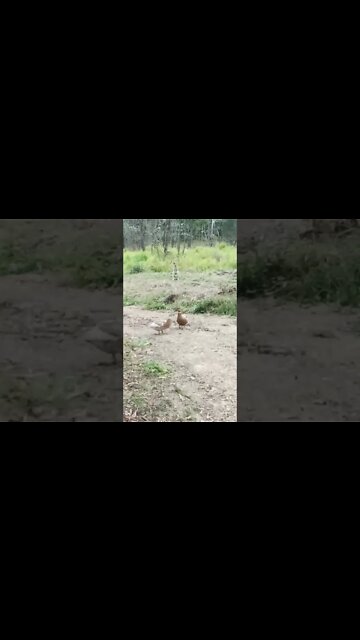 Two Ducks and a Kangaroo