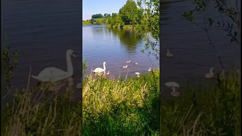 Swan family