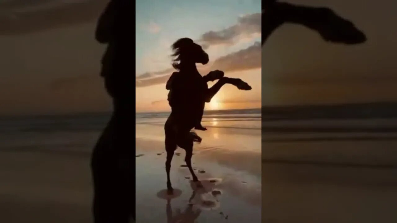 Se solte das rédeas