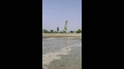 punjab