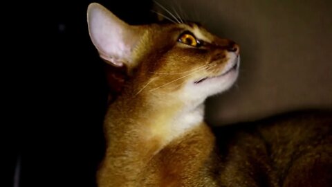 Abyssinian