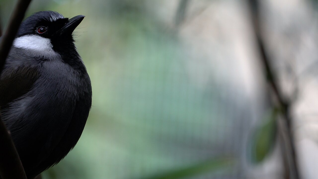 CatTV: Take your Cat to SD Zoo - Close Up bird